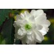Бегония ампельная (pend.) Cascade white