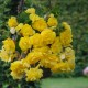 Бегония ампельная (pend.) Cascade yellow