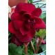 Бегония (Begonia) Double dark red