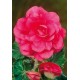 Бегония (Begonia) Double pink