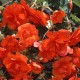 Бегония махровая (dbl.) Double scarlet
