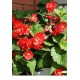 Бегония (Begonia) Maxima Zwitserland