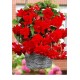 Бегония ампельная Pendula Cascade scarlet