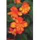 Бегония ампельная (pend.)	Pendula orange