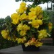 Бегония ампельная (pend.) Pendula yellow
