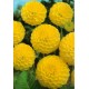 Георгина помпонная  Deepest Yellow