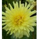 Георгина бордюрная, кактусовая Yellow Hapiness