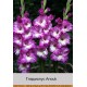Гладиолус Anouk