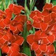 Гладиолус	Baccara