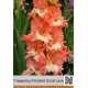 Гладиолус Frizzled Coral Lace