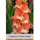 Гладиолус Frizzled Orange