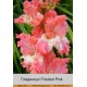 Гладиолус Frizzled Pink