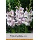 Гладиолус Lady Jane