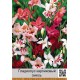 Гладиолус карликовый Nanus mixed