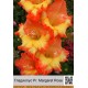 Гладиолус Pr. Margaret Rose 