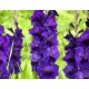 Гладиолус	Purple Flora