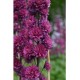Дельфиниум (Delphinium) Highlander Morning Sunrise®
