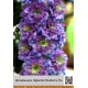 Дельфиниум Higlander Blueberry Pie®