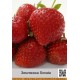 клубніка (Fragaria)	Anablanca - Ananas
