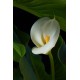 Калла(Zantedeschia)	Aethiopica