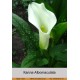Калла (Zantedeschia) Albomaculata
