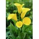 Калла(Zantedeschia) Best Gold
