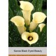 Калла (Zantedeschia) Black Eyed Beauty