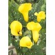 Калла(Zantedeschia) Black Magic