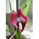 Калла (Zantedeschia) Cantor