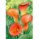Калла (Zantedeschia) Captain Murano 