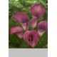 Калла(Zantedeschia) Captain Promise