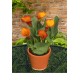 Калпа (Zantedeschia) Capitain Safari