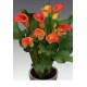 Калла(Zantedeschia) Captain Fuego