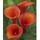 Калла(Zantedeschia) Captain Odeon