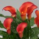 Калла(Zantedeschia) Captain Trinity