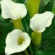 Калла (Zantedeschia)  Captain Ventura