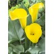 Калла(Zantedeschia) Florex Gold