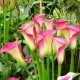 Калла(Zantedeschia) Garnet Glow