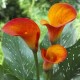 Калла(Zantedeschia) Gran Paradiso