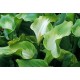 Калла(Zantedeschia)	Green Goddess