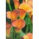 Калла (Zantedeschia) Hot Shot