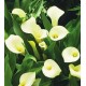Калла(Zantedeschia)Intimate Ivory