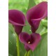 Калла(Zantedeschia) Las Vegas