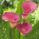 Калла(Zantedeschia)Le Chique