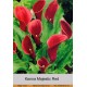 Калла  (Zantedeschia) Majestic Red