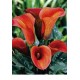 Калла  (Zantedeschia) Mango