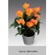 Калла  (Zantedeschia) Mercedes