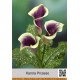 Калла (Zantedeschia) Picasso