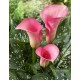 Калла(Zantedeschia) Pink Cloud
