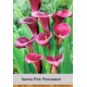 Калла (Zantedeschia) Pink Persuasion